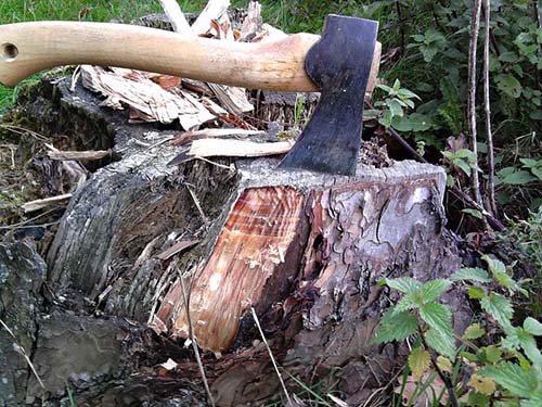 mansfield-tree-service-pro-guy-axe-stump