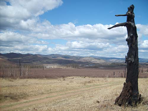 mansfield-tree-service-pro-guy-dead-tree