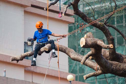 mansfield-tree-service-pro-guy-trimming